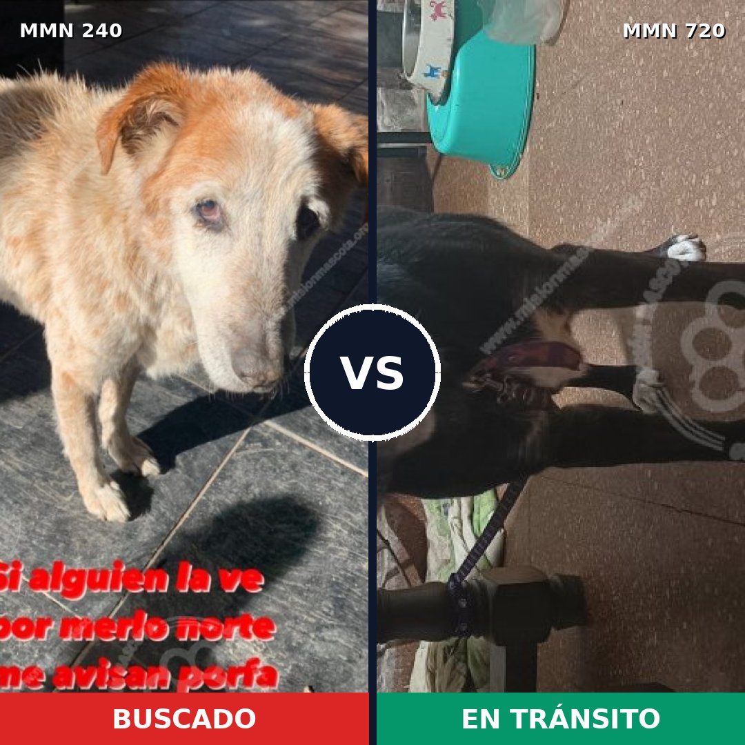 Comparativa MMS 10512: mascota perdida y mascota encontrada, 47% de similitud