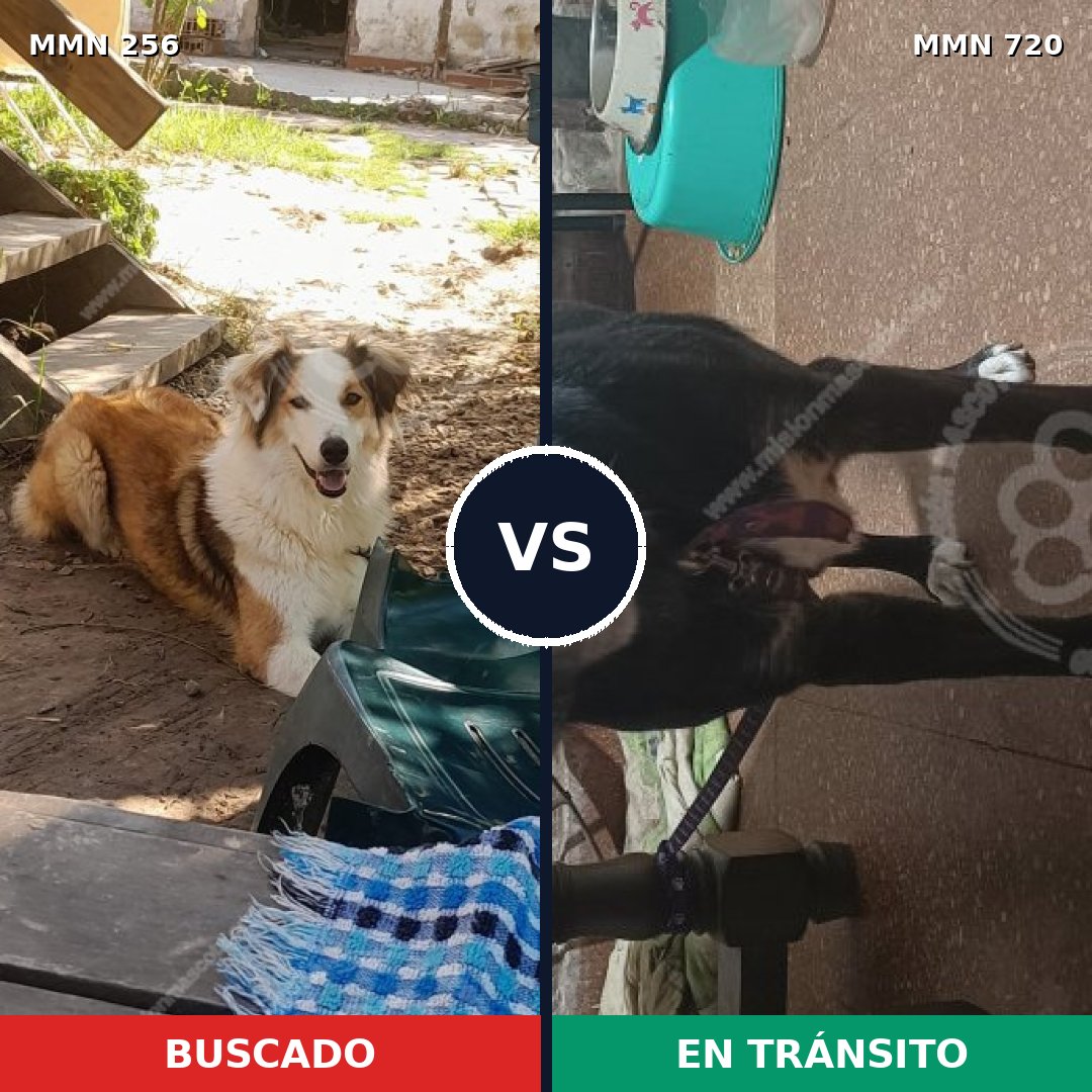 Comparativa MMS 10513: mascota perdida y mascota encontrada, 60% de similitud