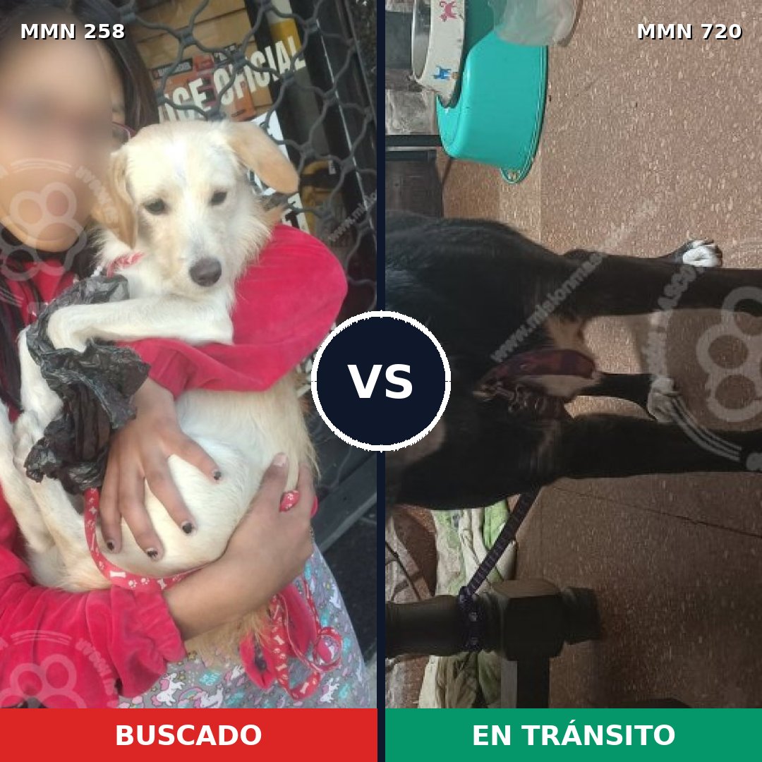Comparativa MMS 10514: mascota perdida y mascota encontrada, 10% de similitud
