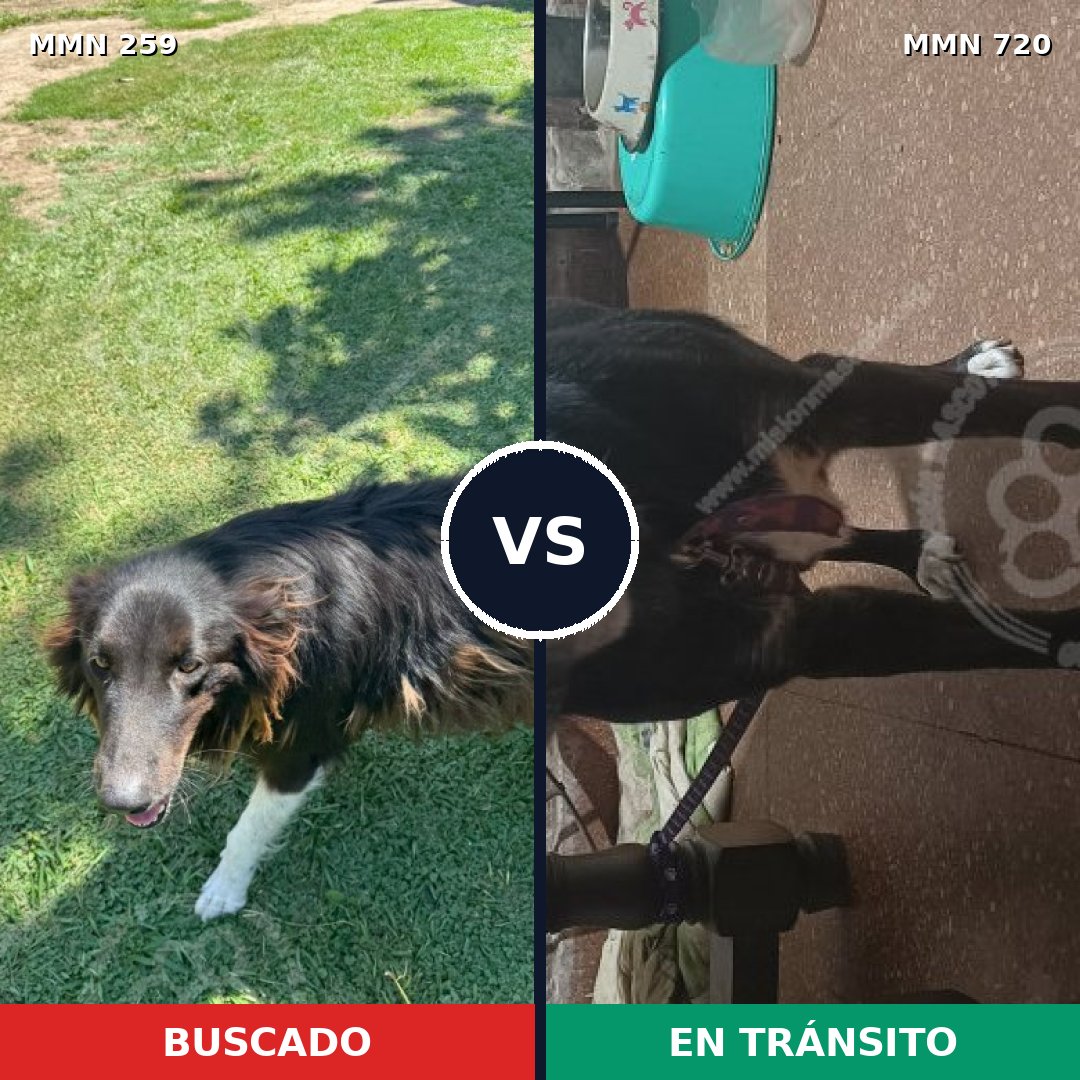 Comparativa MMS 10515: mascota perdida y mascota encontrada, 60% de similitud