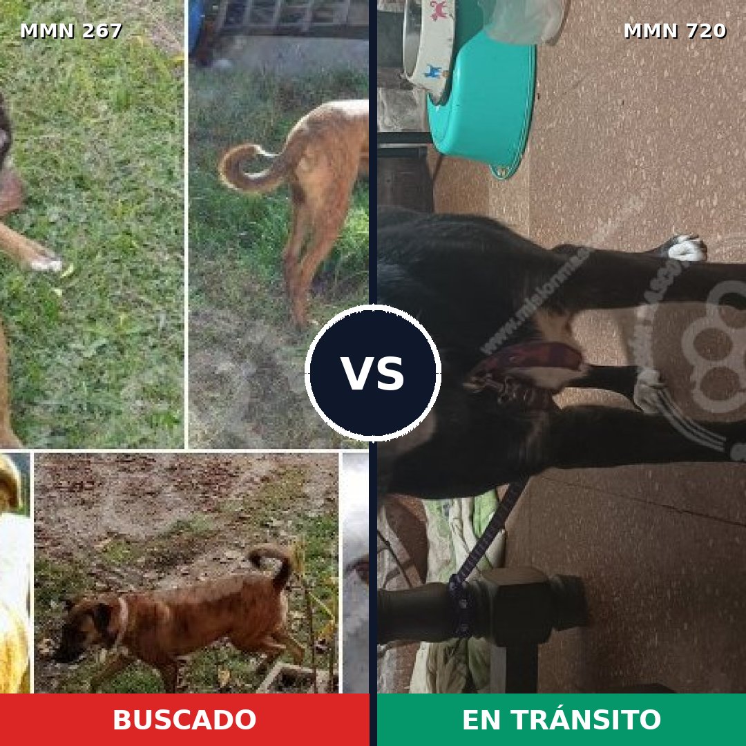Comparativa MMS 10516: mascota perdida y mascota encontrada, 62% de similitud