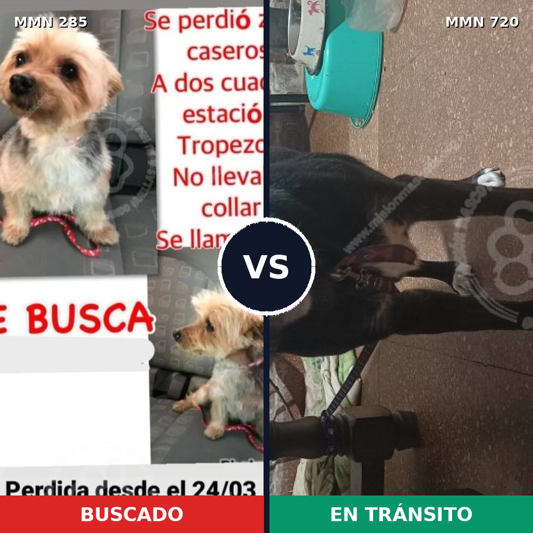 Comparativa MMS 10517: mascota perdida y mascota encontrada, 8% de similitud