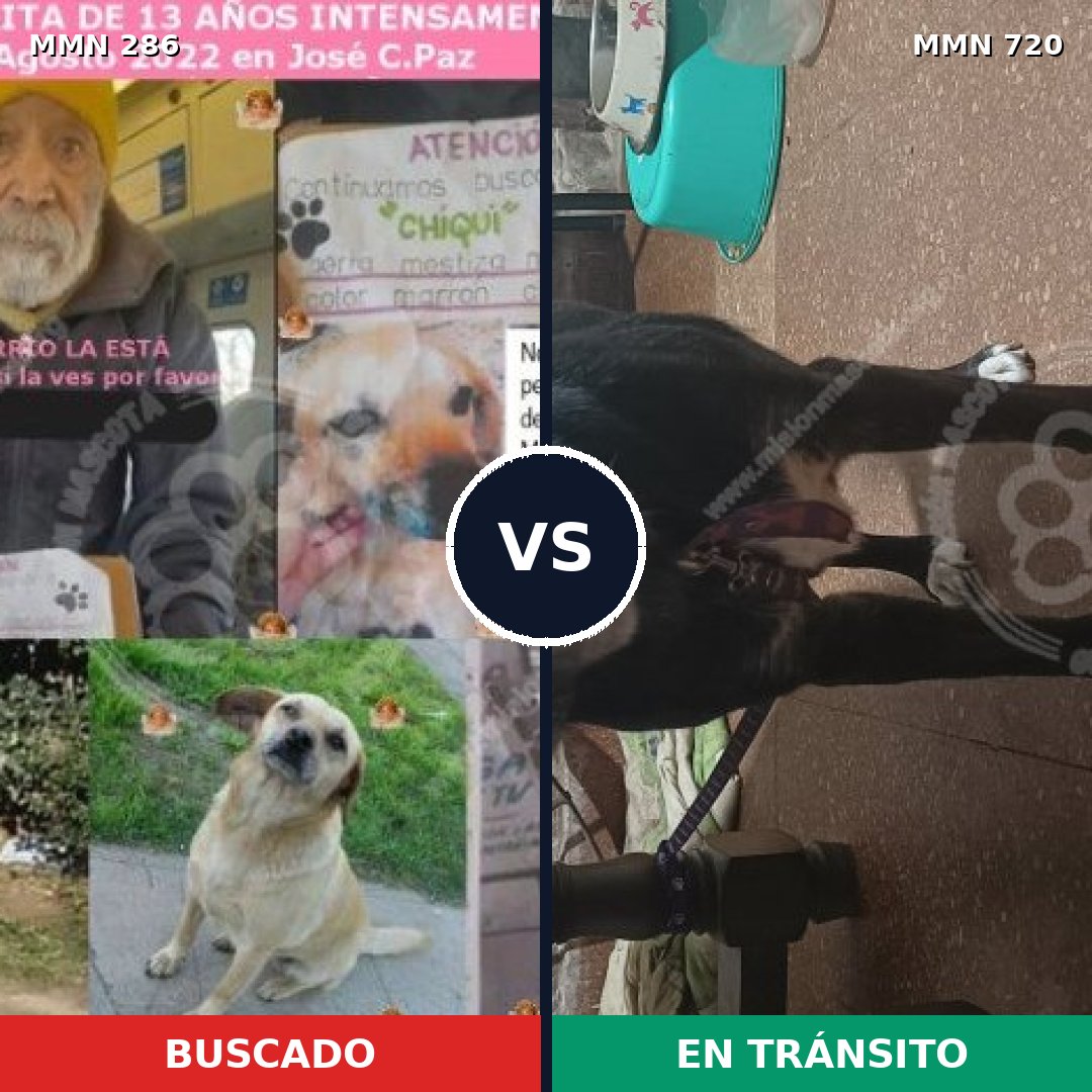 Comparativa MMS 10518: mascota perdida y mascota encontrada, 50% de similitud