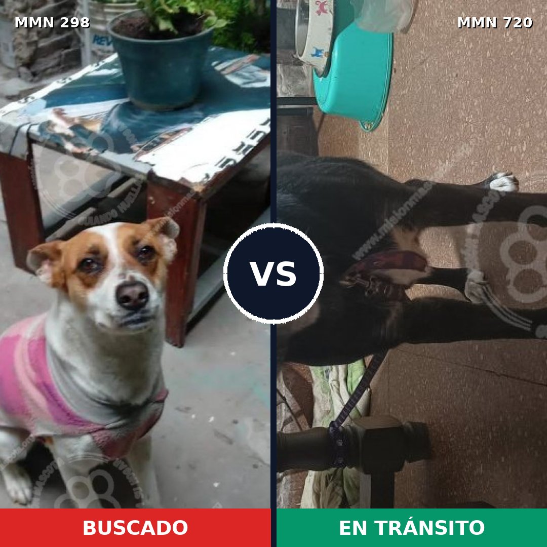 Comparativa MMS 10519: mascota perdida y mascota encontrada, 66% de similitud