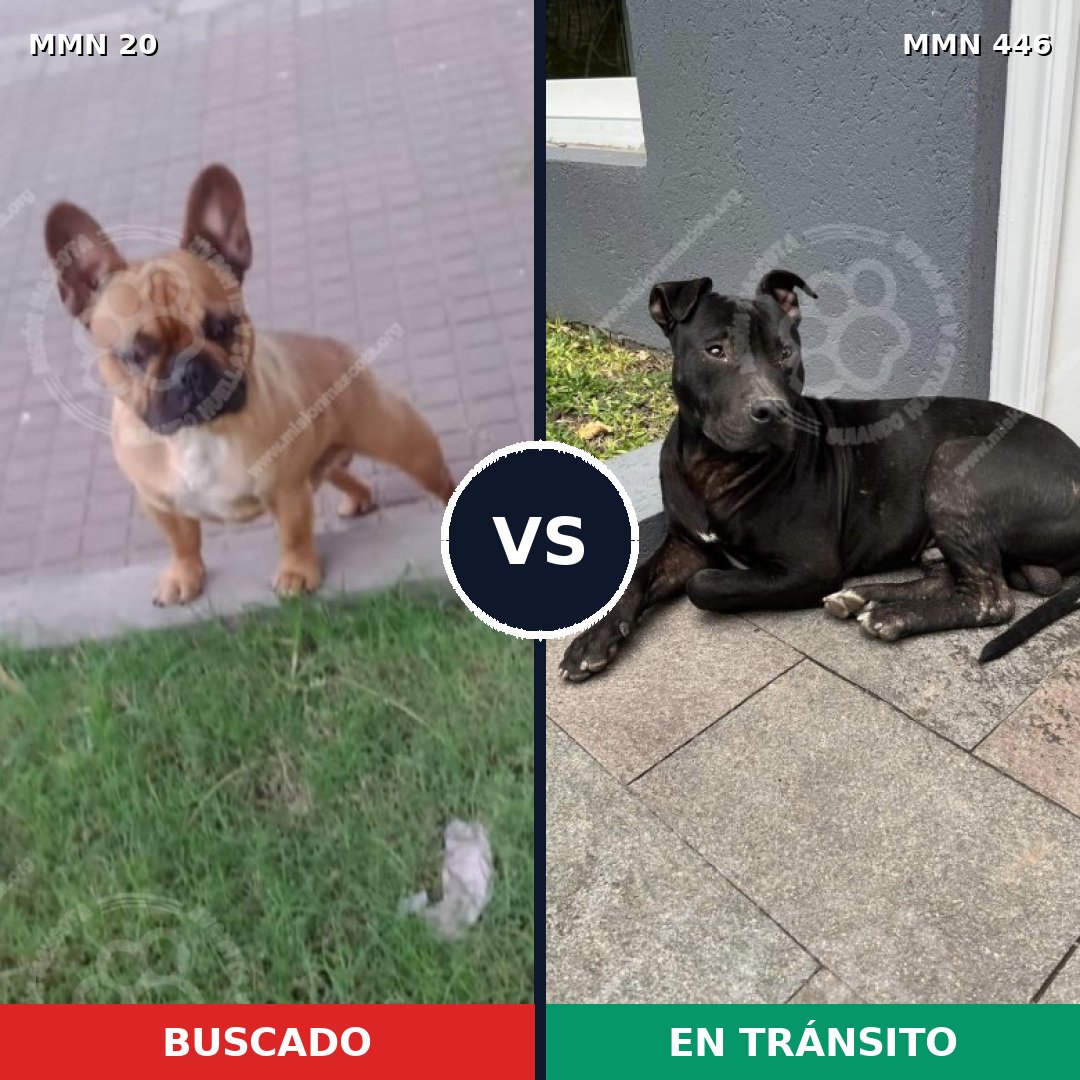 Comparativa MMS 1052: mascota perdida y mascota encontrada, 42% de similitud