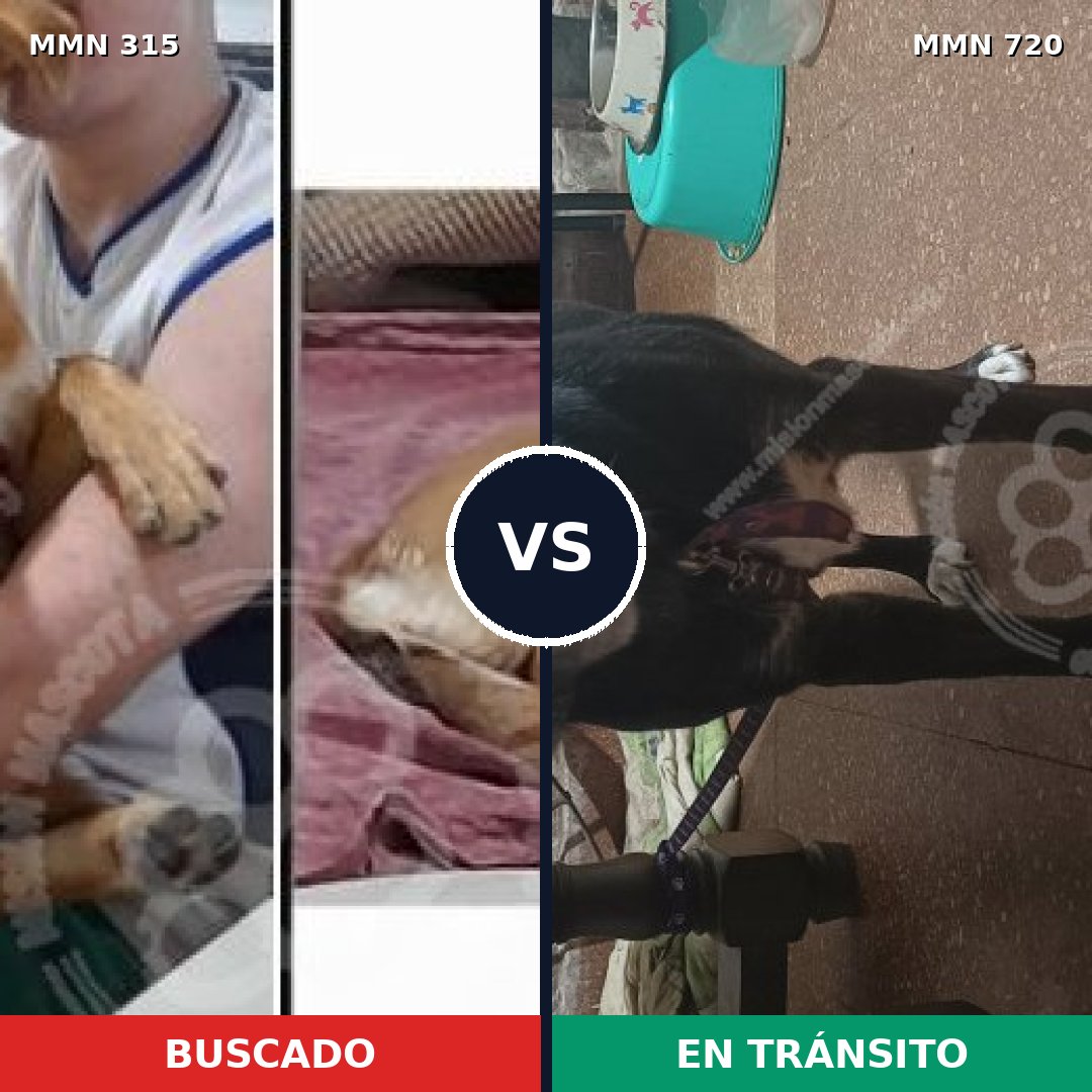 Comparativa MMS 10520: mascota perdida y mascota encontrada, 56% de similitud