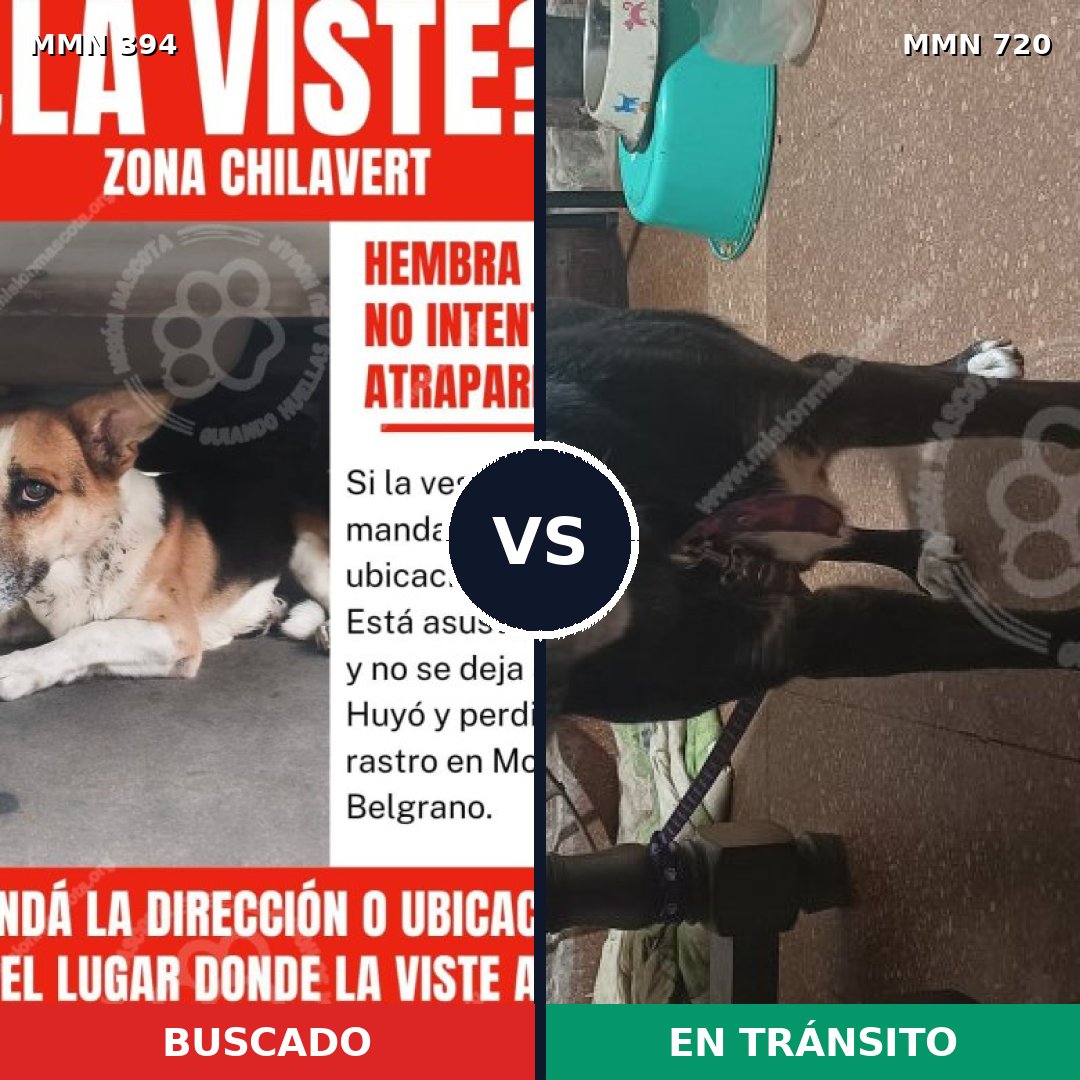 Comparativa MMS 10522: mascota perdida y mascota encontrada, 67% de similitud