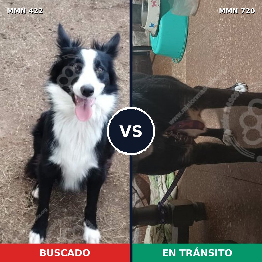 Comparativa MMS 10523: mascota perdida y mascota encontrada, 64% de similitud