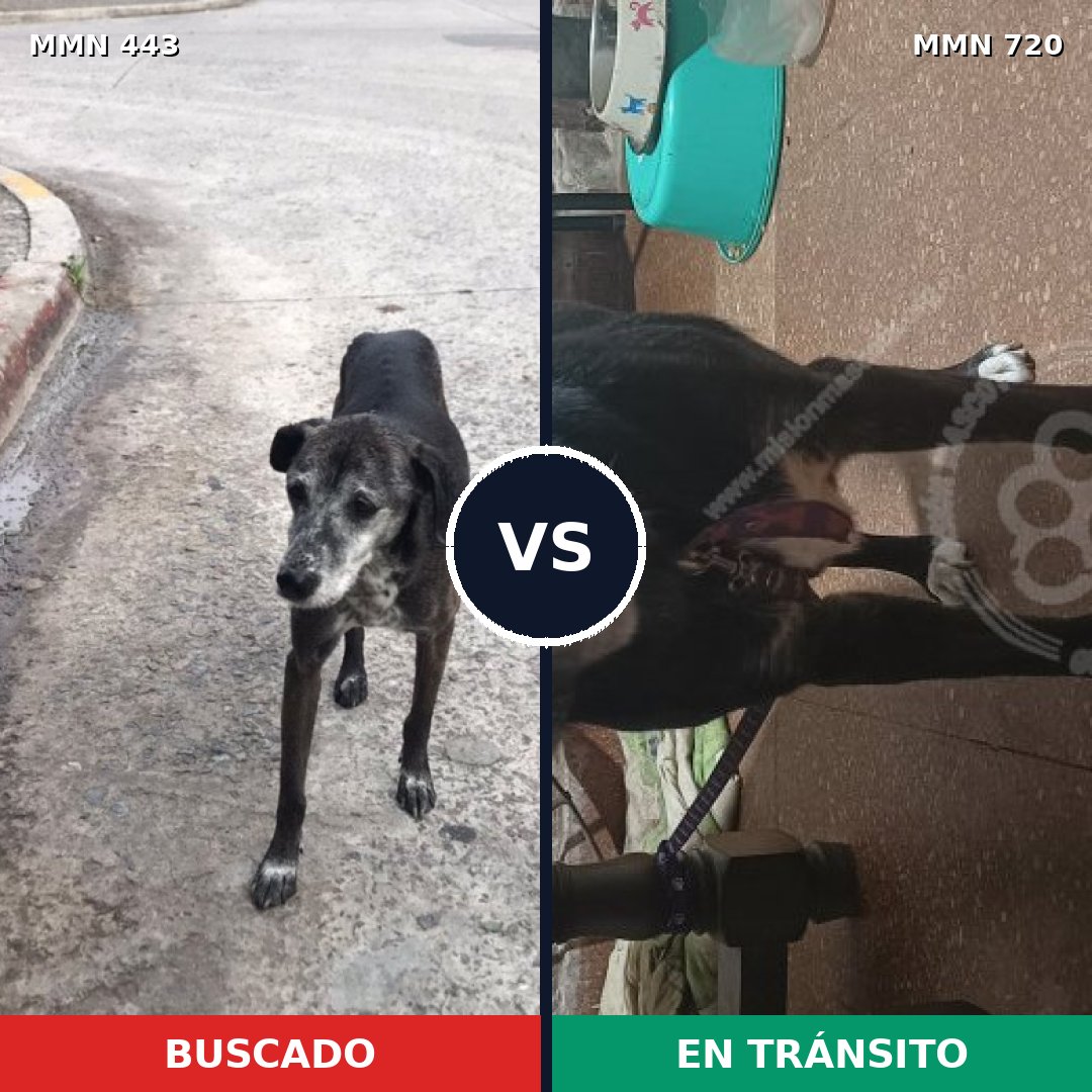Comparativa MMS 10524: mascota perdida y mascota encontrada, 95% de similitud