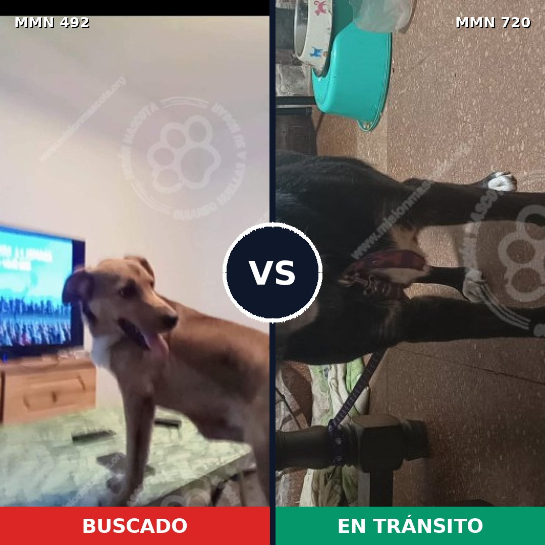 Comparativa MMS 10525: mascota perdida y mascota encontrada, 66% de similitud