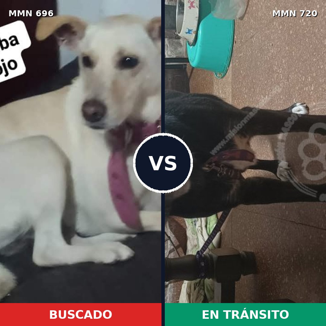 Comparativa MMS 10528: mascota perdida y mascota encontrada, 31% de similitud