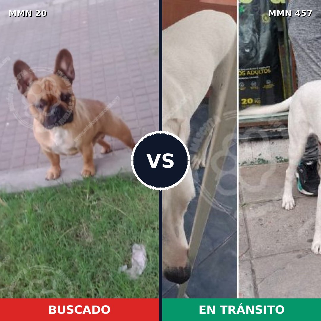 Comparativa MMS 1053: mascota perdida y mascota encontrada, 36% de similitud