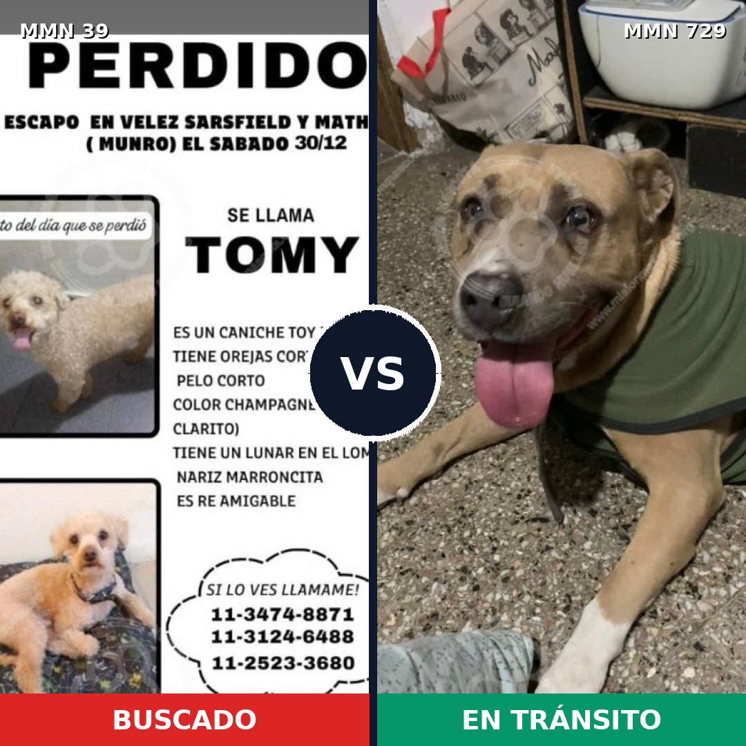 Comparativa MMS 10530: mascota perdida y mascota encontrada, 27% de similitud
