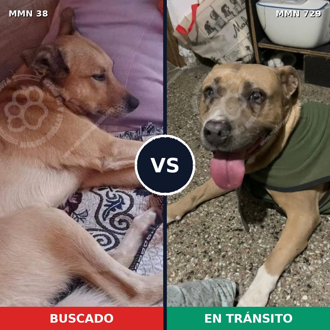 Comparativa MMS 10531: mascota perdida y mascota encontrada, 40% de similitud