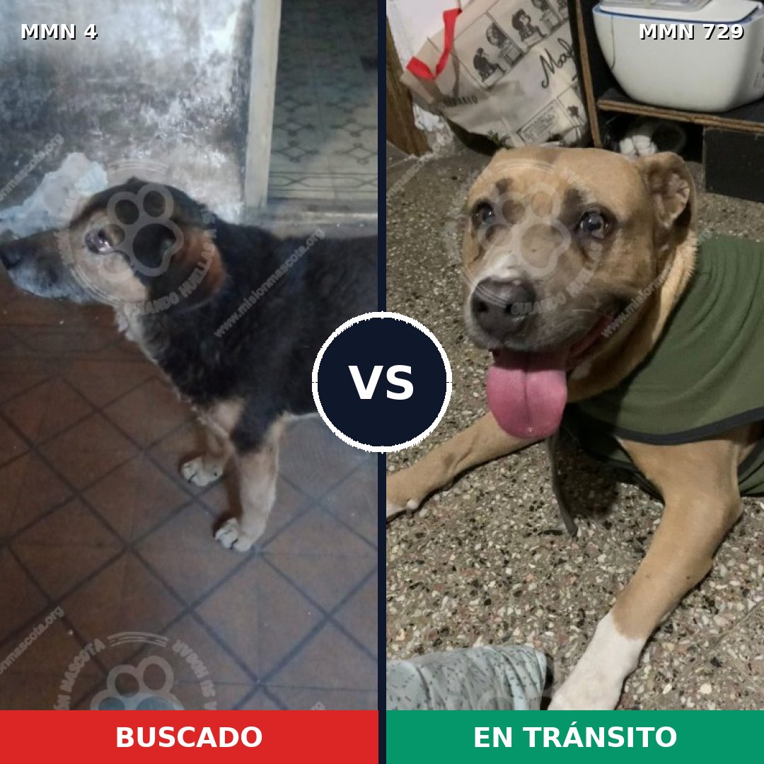 Comparativa MMS 10532: mascota perdida y mascota encontrada, 30% de similitud