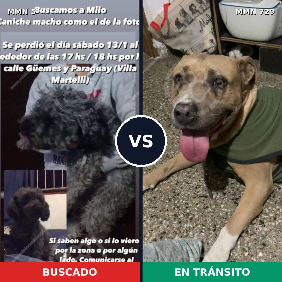 Comparativa MMS 10533: mascota perdida y mascota encontrada, 27% de similitud