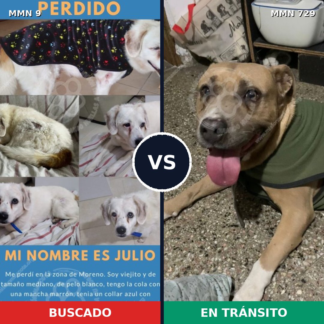 Comparativa MMS 10534: mascota perdida y mascota encontrada, 37% de similitud