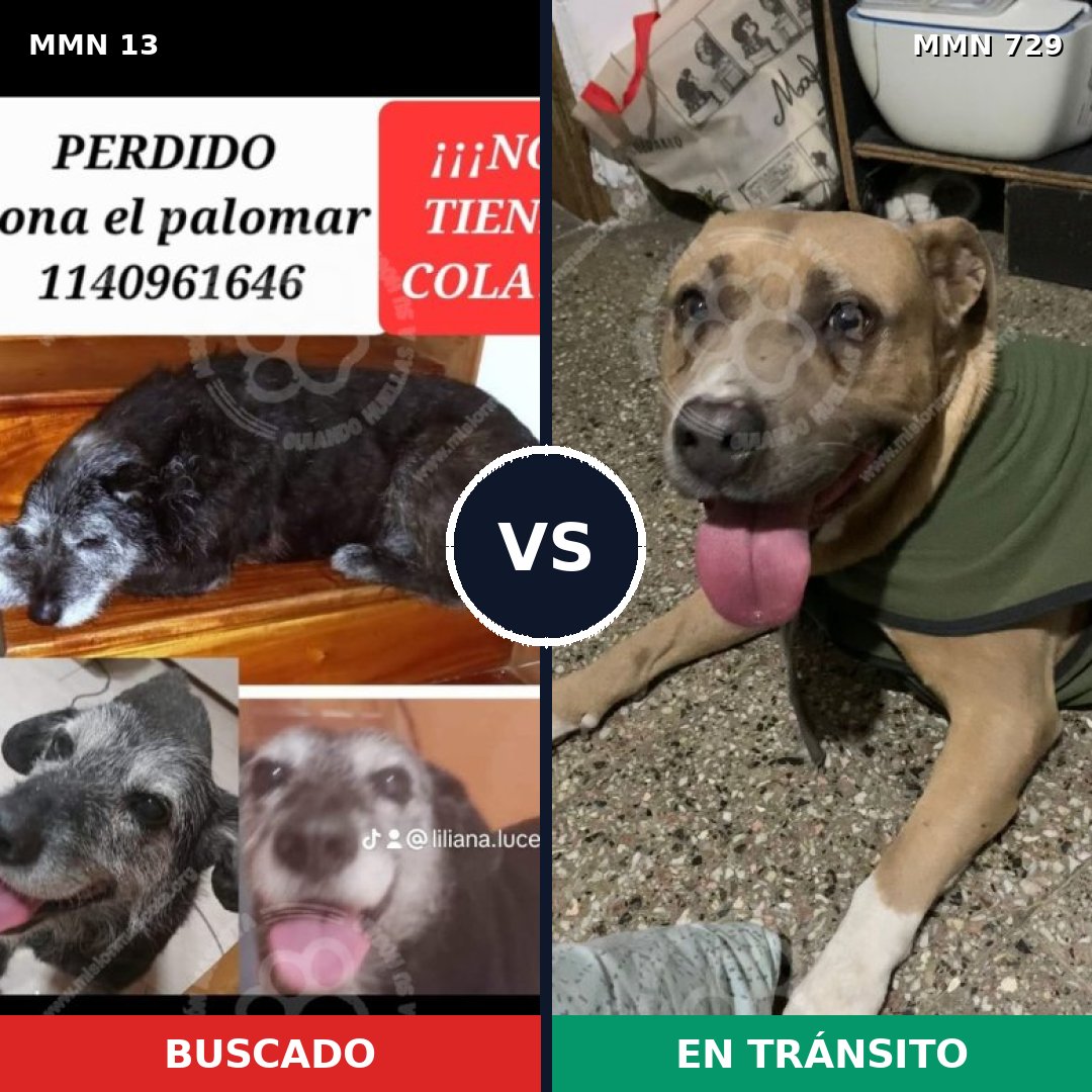Comparativa MMS 10536: mascota perdida y mascota encontrada, 30% de similitud