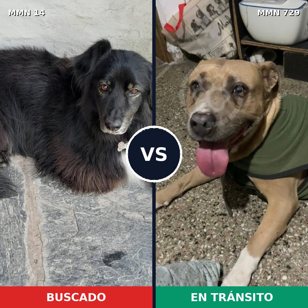 Comparativa MMS 10537: mascota perdida y mascota encontrada, 45% de similitud