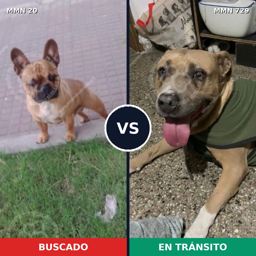 Comparativa MMS 10539: mascota perdida y mascota encontrada, 27% de similitud