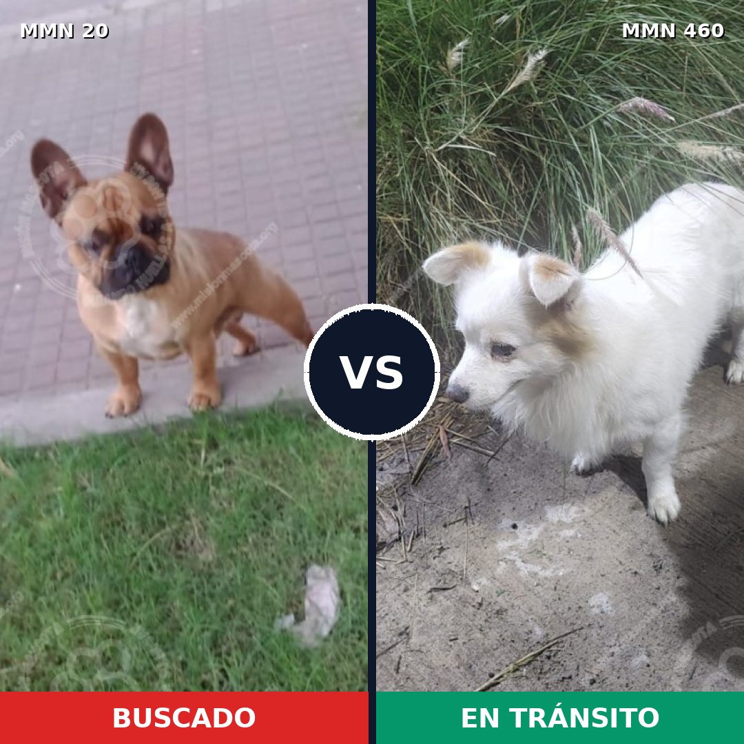 Comparativa MMS 1054: mascota perdida y mascota encontrada, 46% de similitud