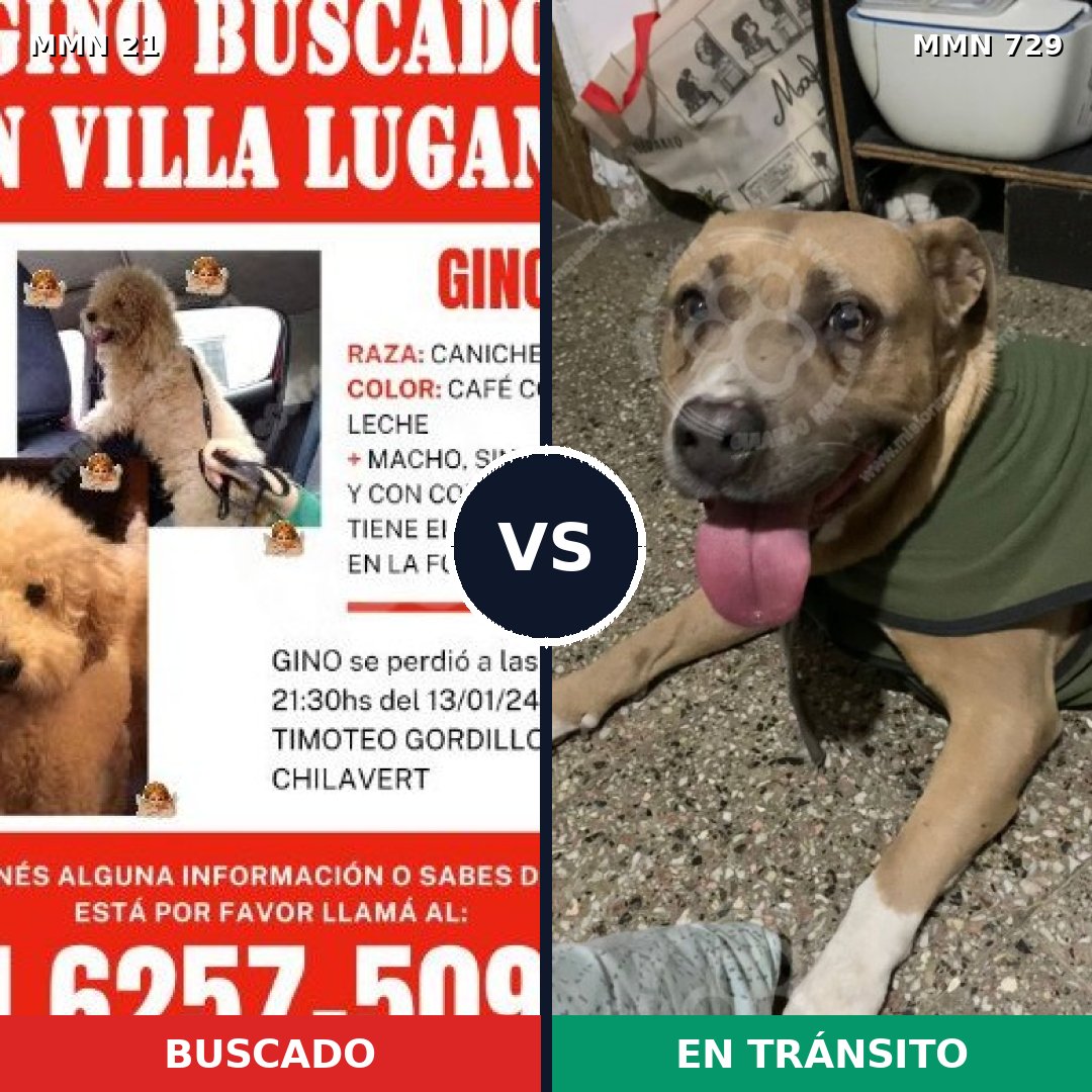 Comparativa MMS 10540: mascota perdida y mascota encontrada, 31% de similitud