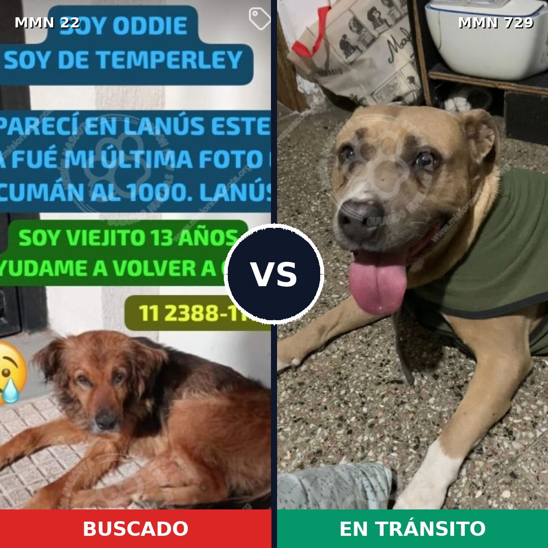 Comparativa MMS 10541: mascota perdida y mascota encontrada, 24% de similitud