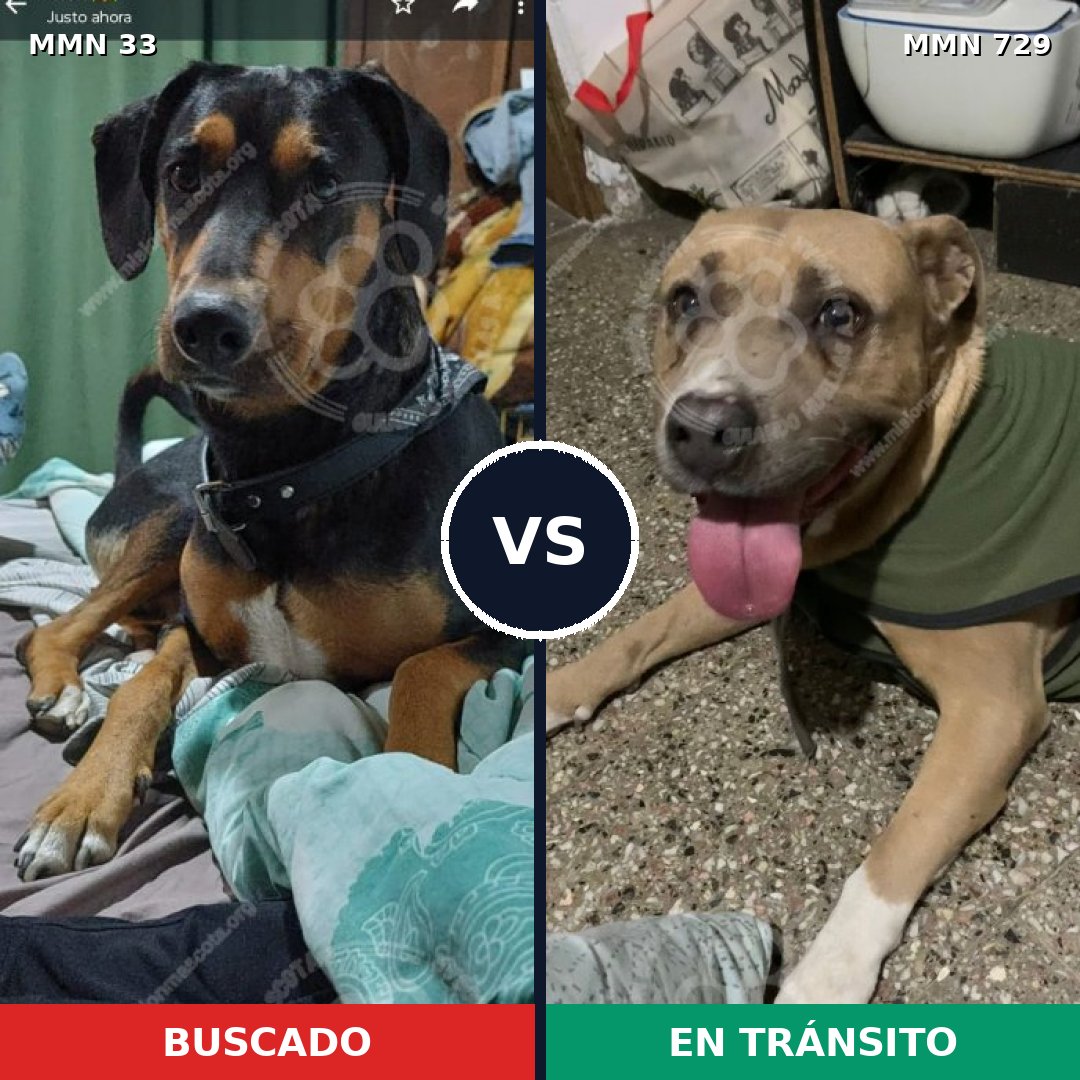 Comparativa MMS 10542: mascota perdida y mascota encontrada, 42% de similitud