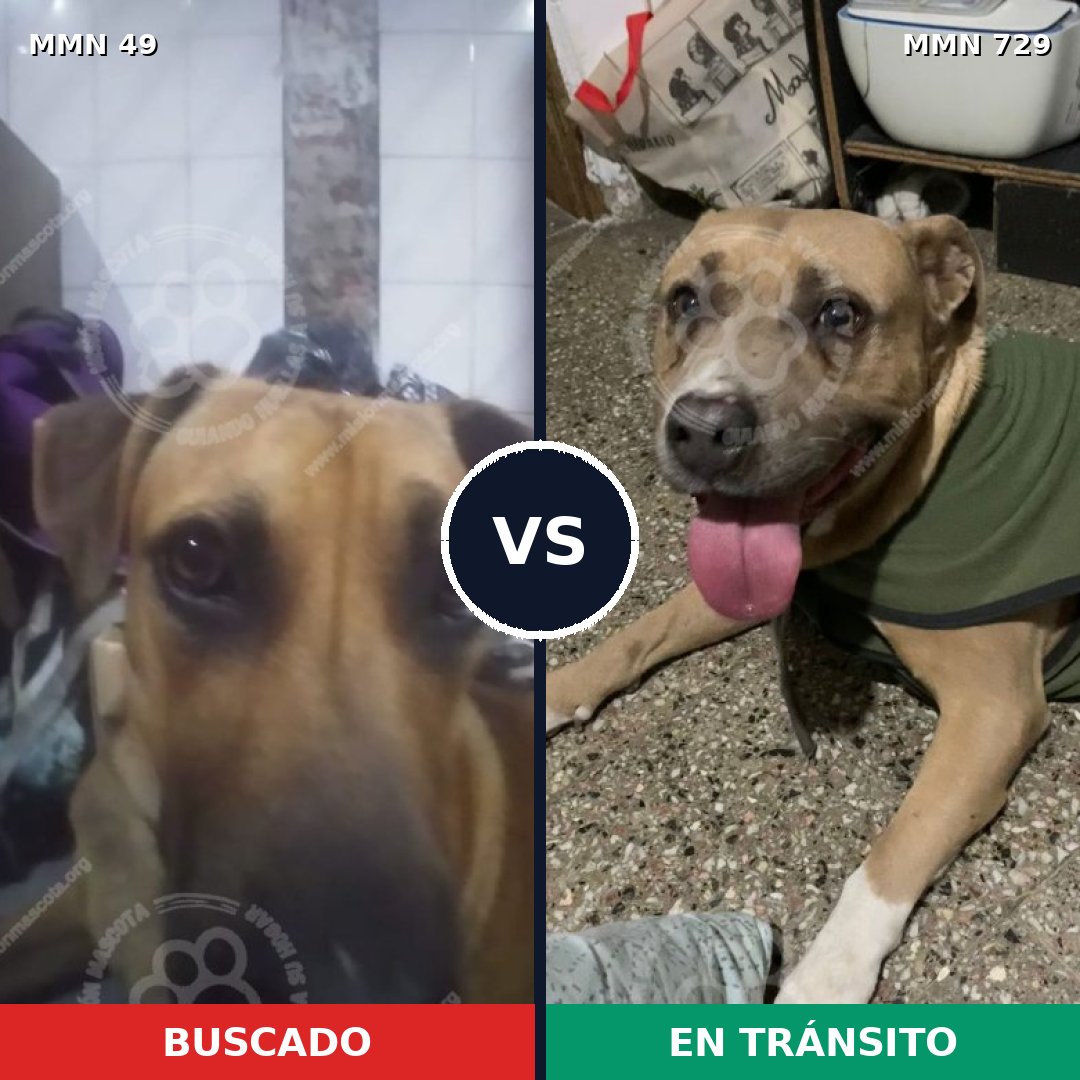 Comparativa MMS 10545: mascota perdida y mascota encontrada, 38% de similitud