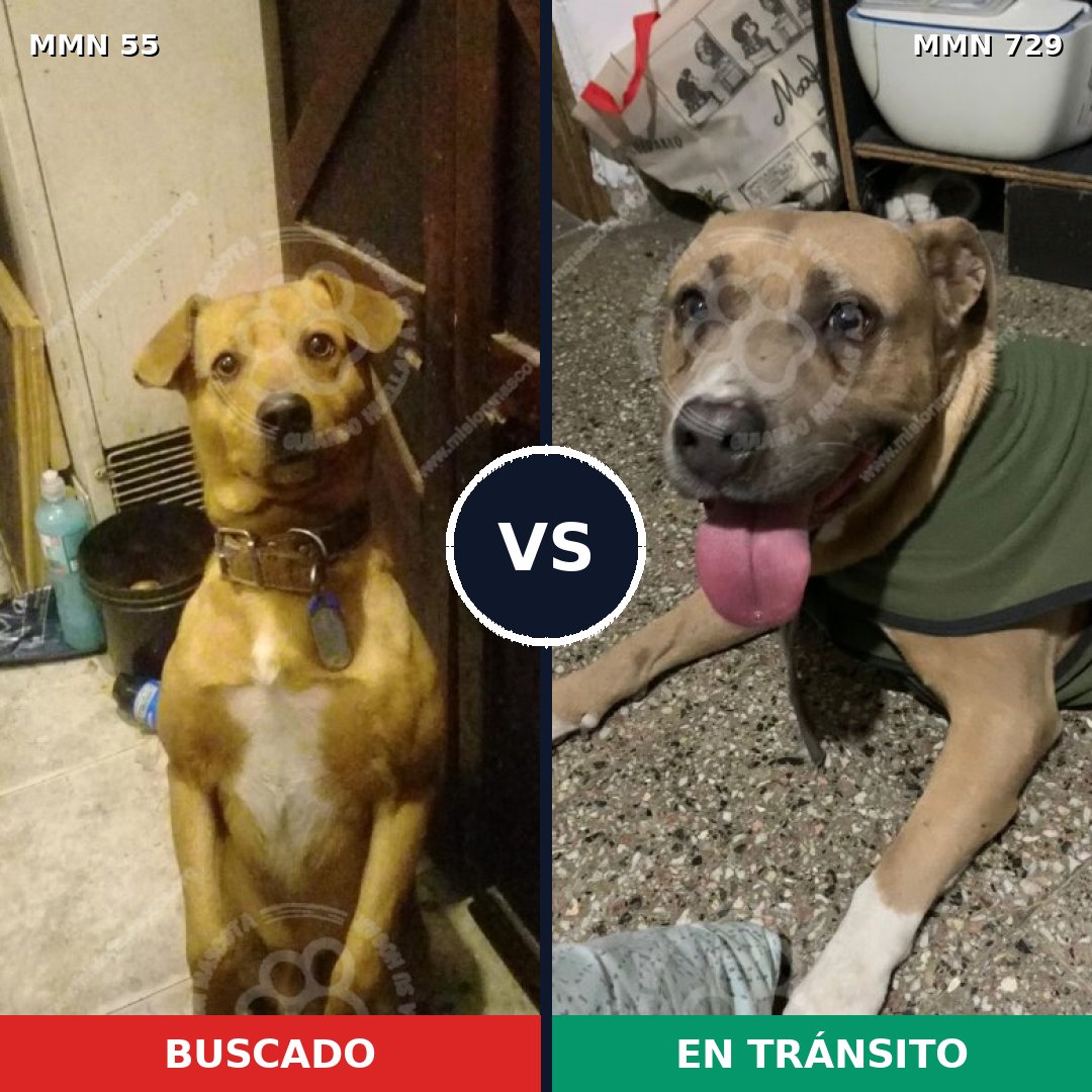 Comparativa MMS 10546: mascota perdida y mascota encontrada, 38% de similitud