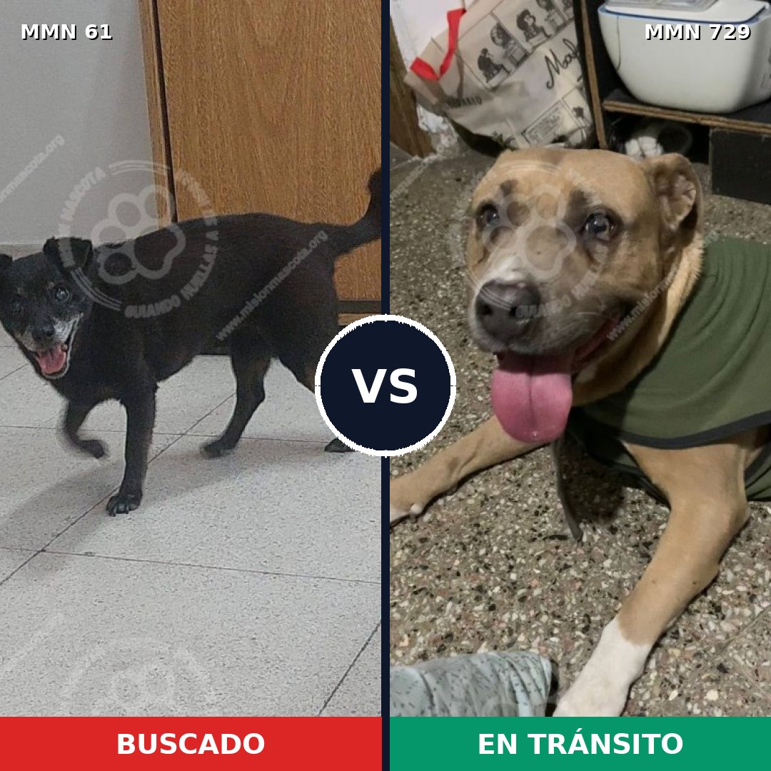 Comparativa MMS 10547: mascota perdida y mascota encontrada, 26% de similitud