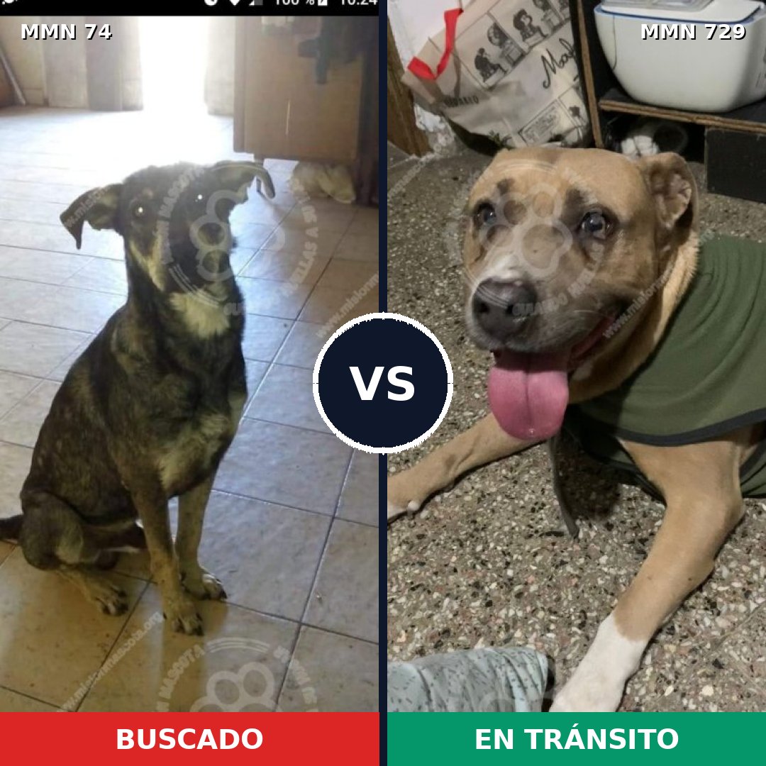 Comparativa MMS 10548: mascota perdida y mascota encontrada, 41% de similitud