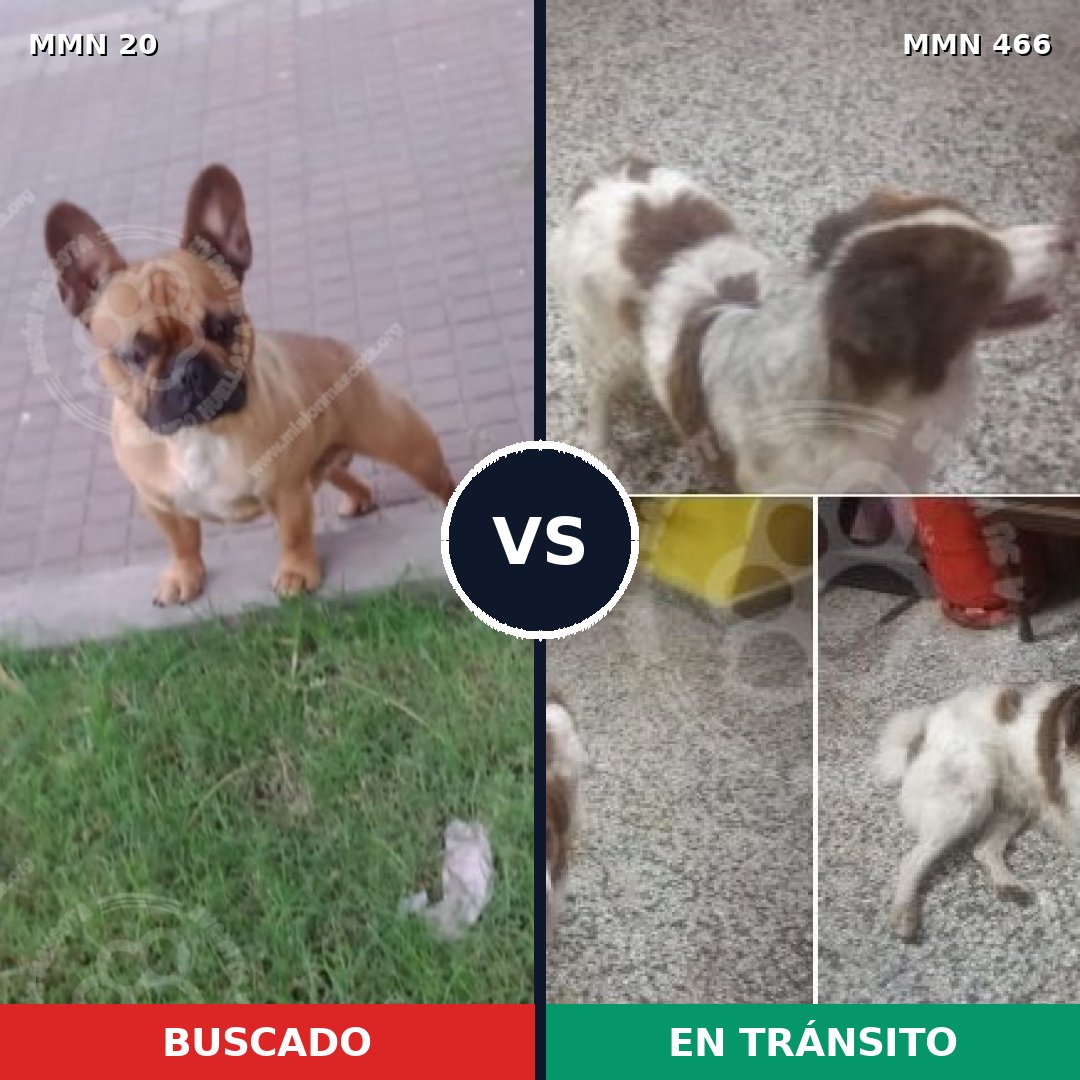 Comparativa MMS 1055: mascota perdida y mascota encontrada, 32% de similitud