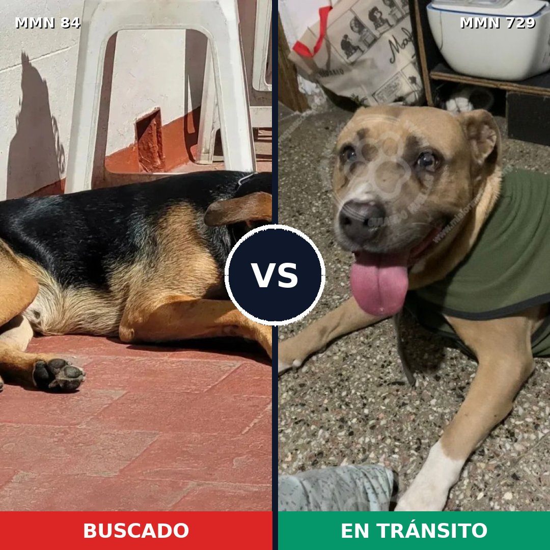 Comparativa MMS 10550: mascota perdida y mascota encontrada, 40% de similitud