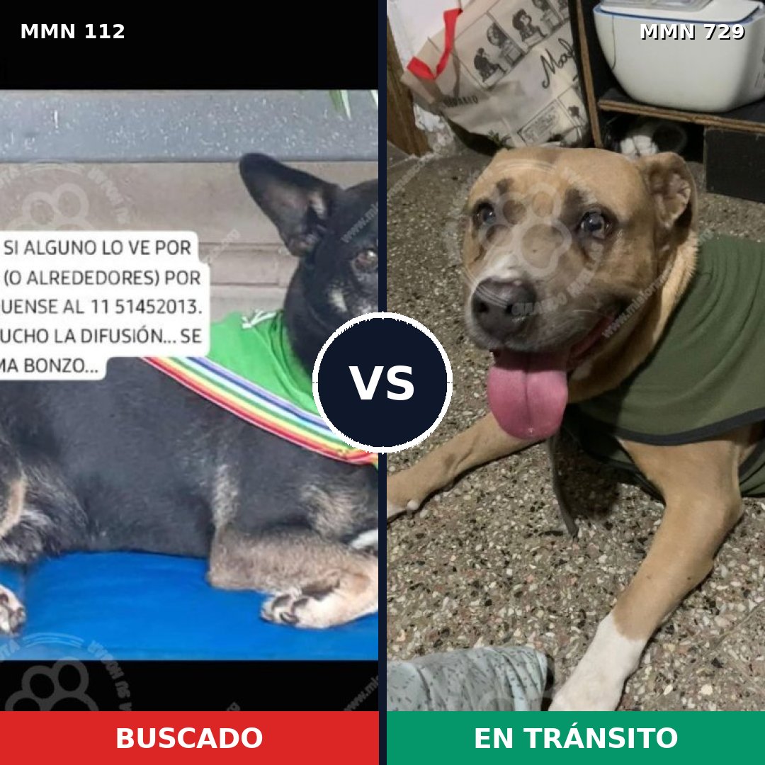 Comparativa MMS 10551: mascota perdida y mascota encontrada, 32% de similitud