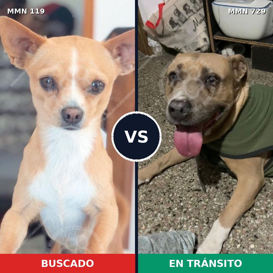 Comparativa MMS 10552: mascota perdida y mascota encontrada, 30% de similitud