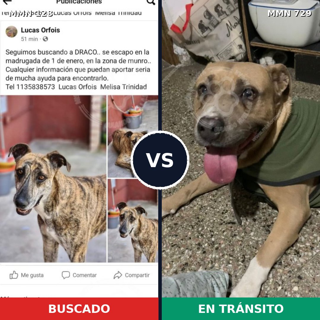 Comparativa MMS 10553: mascota perdida y mascota encontrada, 0% de similitud