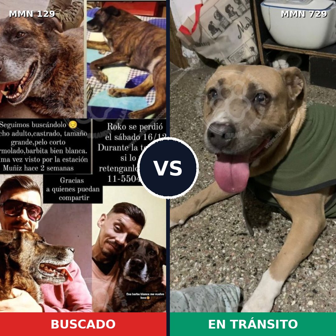 Comparativa MMS 10554: mascota perdida y mascota encontrada, 4% de similitud