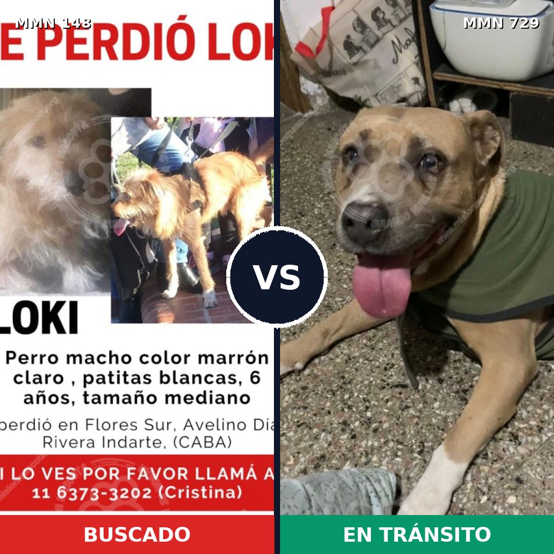 Comparativa MMS 10556: mascota perdida y mascota encontrada, 30% de similitud