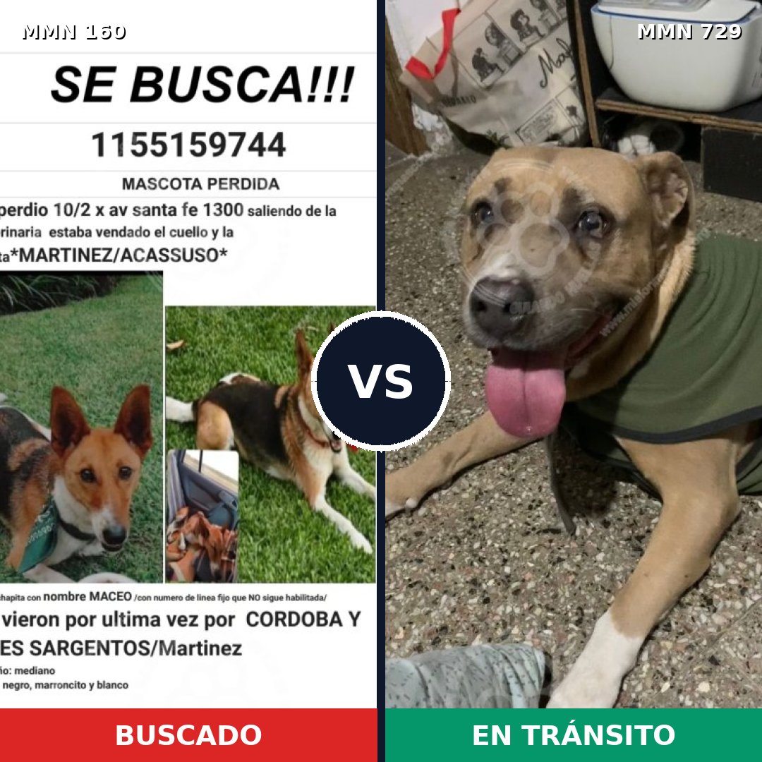 Comparativa MMS 10558: mascota perdida y mascota encontrada, 5% de similitud