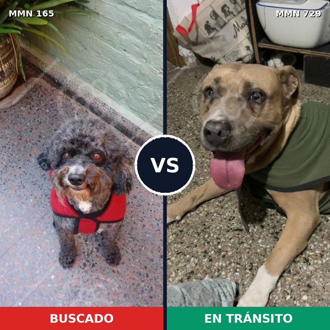 Comparativa MMS 10559: mascota perdida y mascota encontrada, 26% de similitud