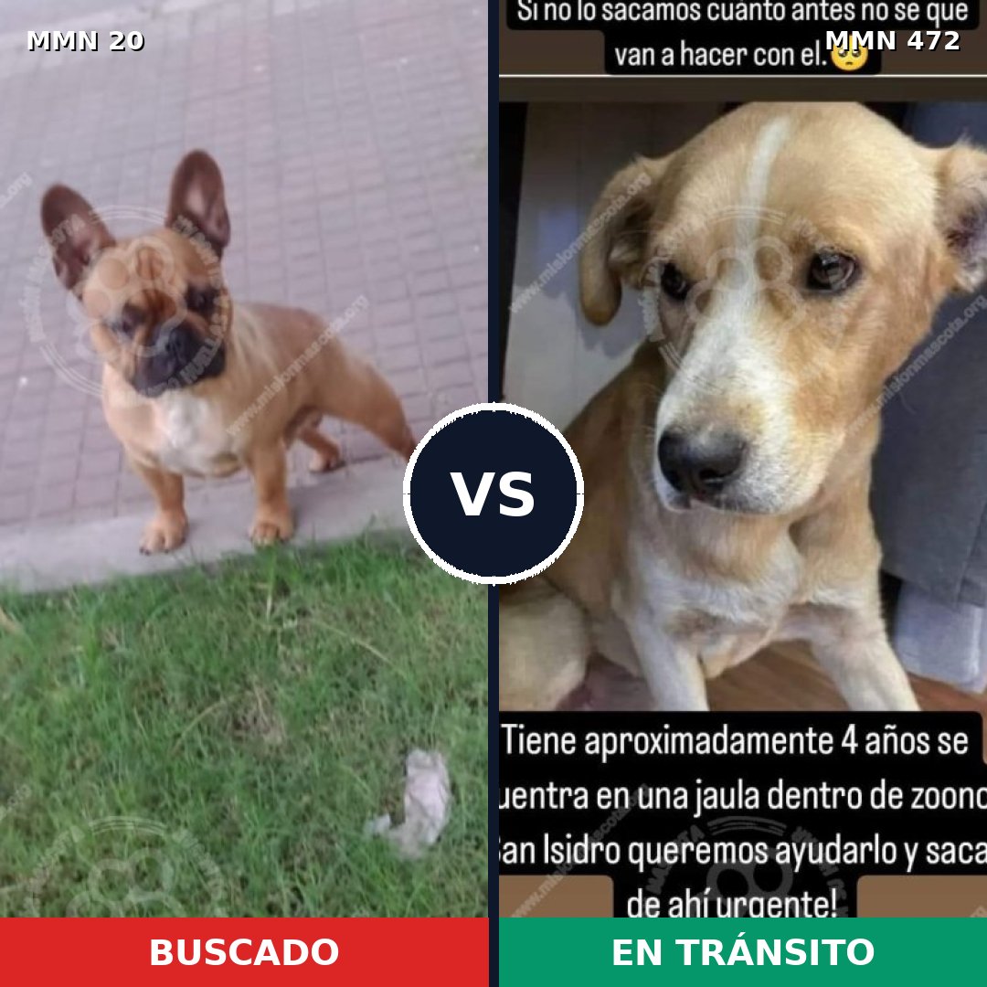Comparativa MMS 1056: mascota perdida y mascota encontrada, 48% de similitud