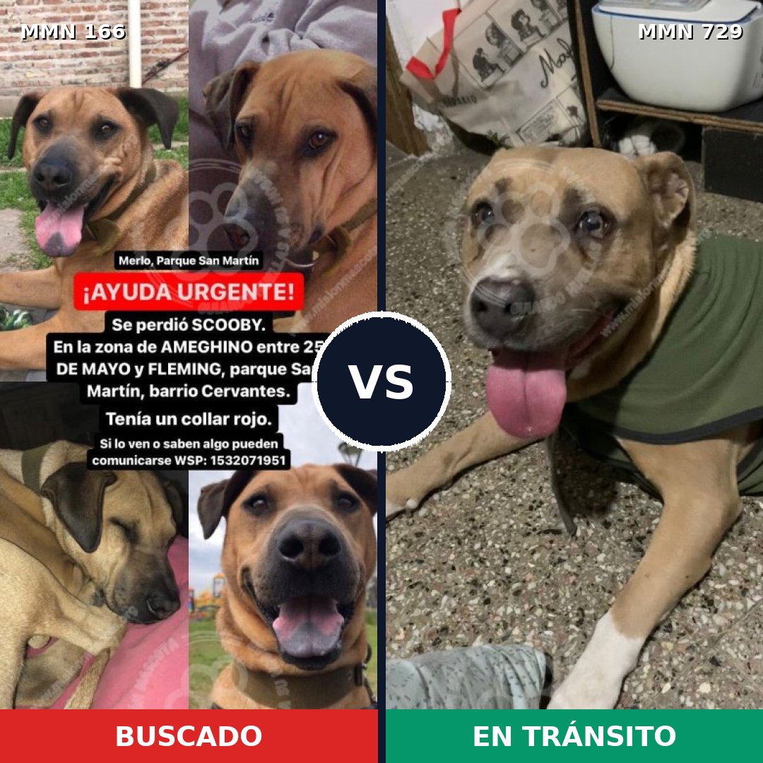 Comparativa MMS 10560: mascota perdida y mascota encontrada, 5% de similitud