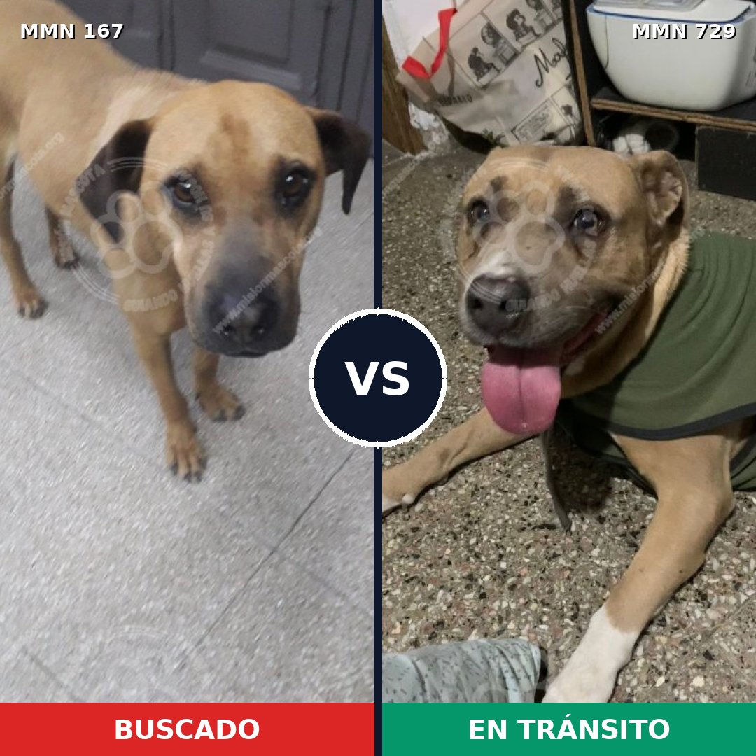 Comparativa MMS 10561: mascota perdida y mascota encontrada, 5% de similitud