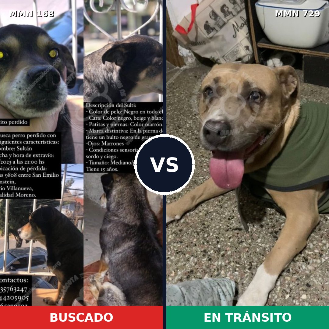 Comparativa MMS 10562: mascota perdida y mascota encontrada, 14% de similitud