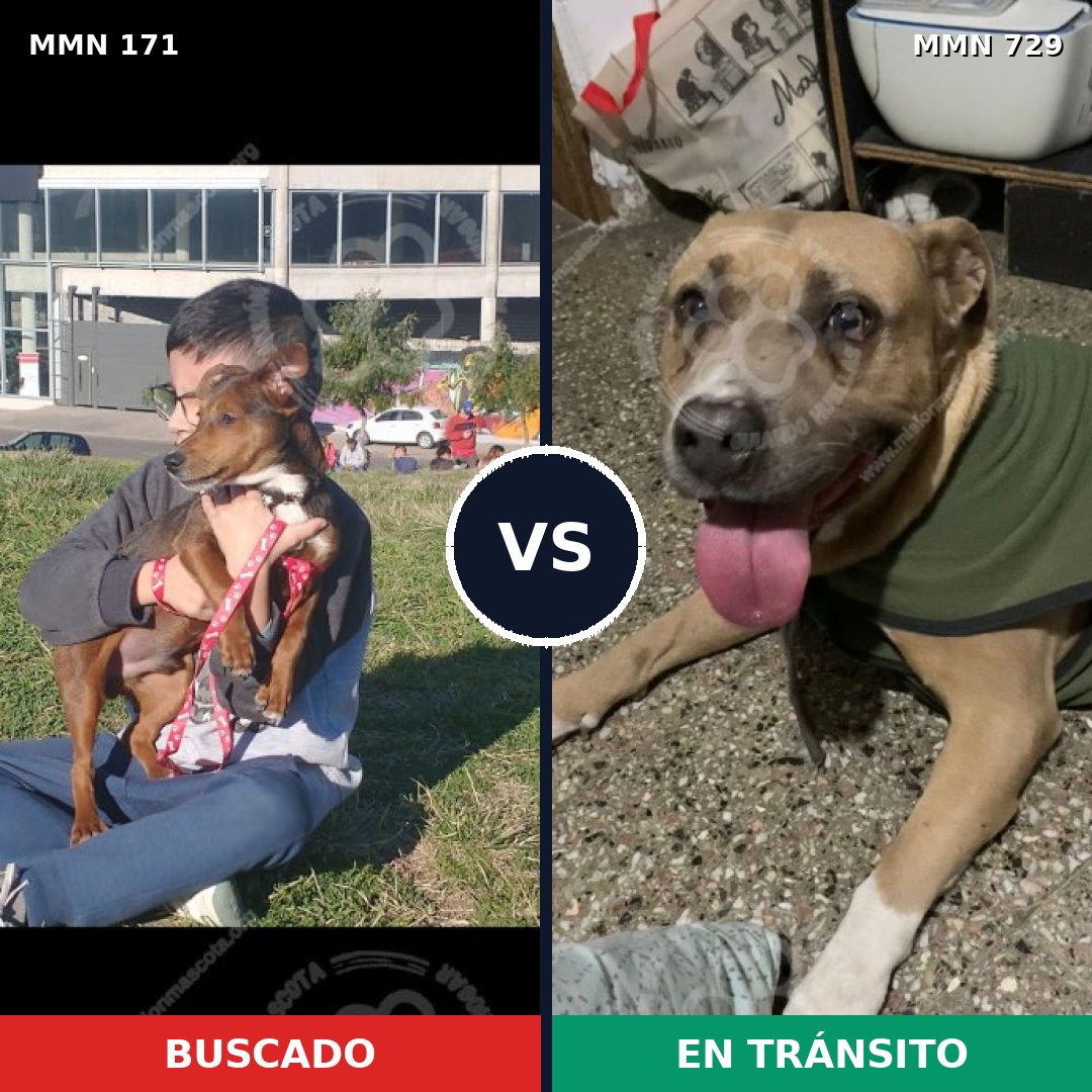 Comparativa MMS 10563: mascota perdida y mascota encontrada, 4% de similitud