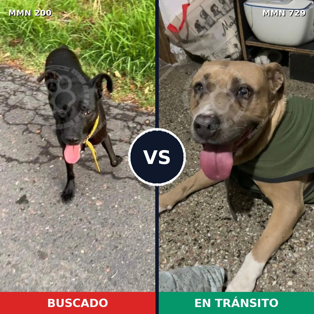 Comparativa MMS 10565: mascota perdida y mascota encontrada, 22% de similitud