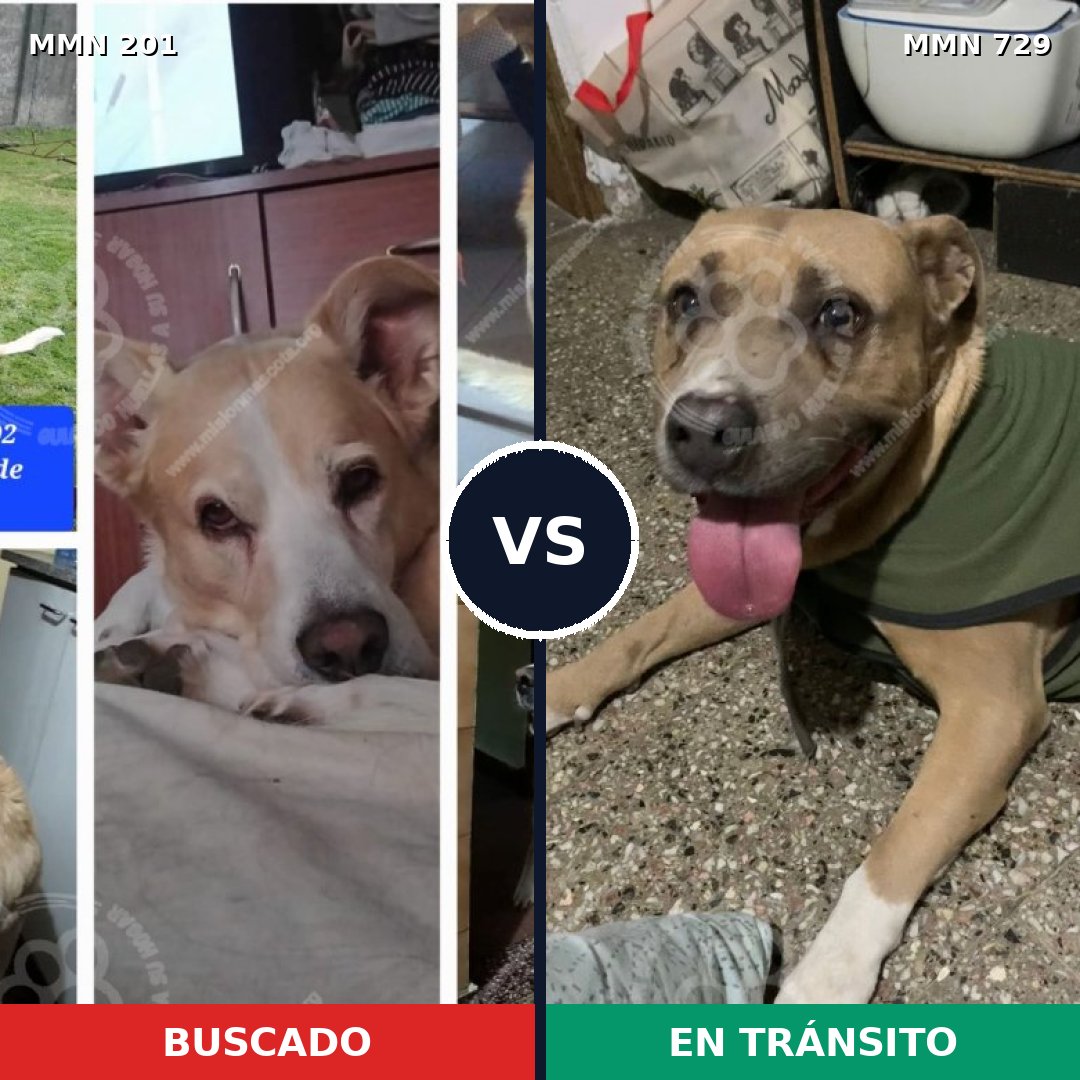 Comparativa MMS 10566: mascota perdida y mascota encontrada, 61% de similitud