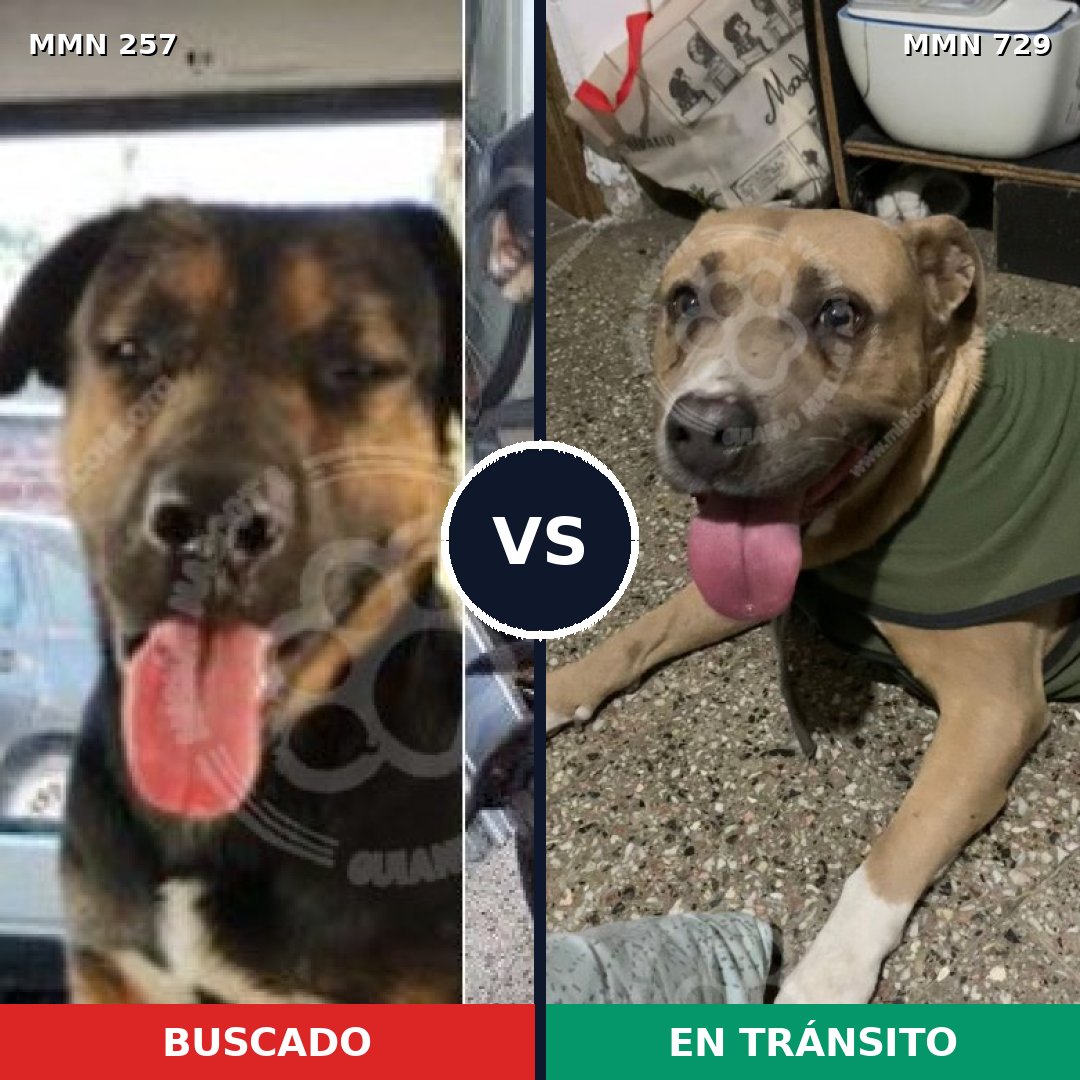 Comparativa MMS 10569: mascota perdida y mascota encontrada, 4% de similitud