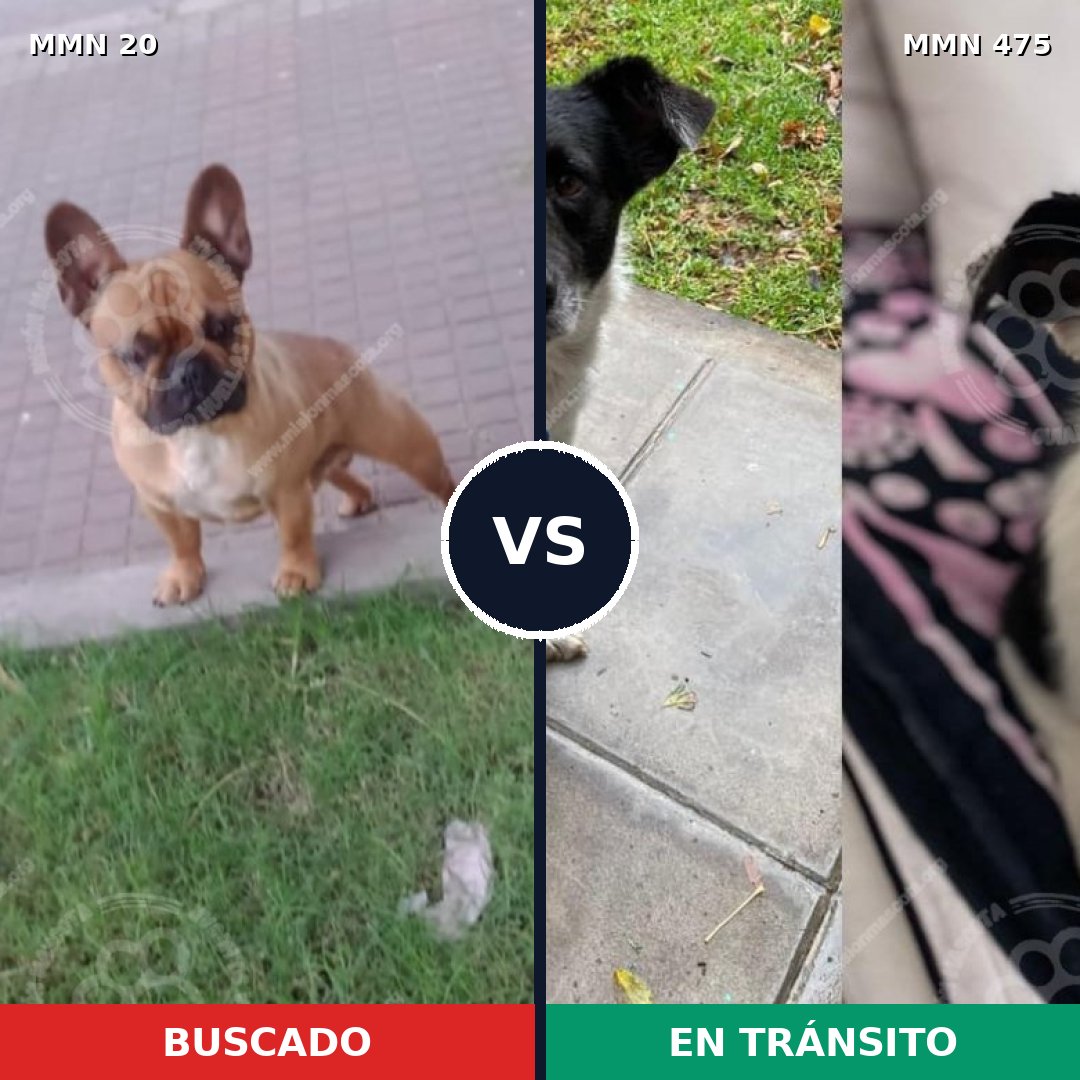 Comparativa MMS 1057: mascota perdida y mascota encontrada, 42% de similitud